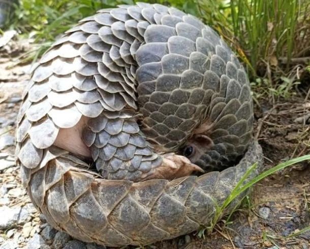 Chinese Pangolin. (File Photo)